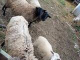 Животноводство,  Сельхоз животные Бараны, овцы, цена 2000 Грн., Фото