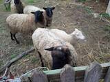 Тваринництво,  Сільгосп тварини Барани, вівці, ціна 2000 Грн., Фото