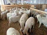 Животноводство,  Сельхоз животные Бараны, овцы, цена 115 Грн., Фото