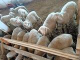 Тваринництво,  Сільгосп тварини Барани, вівці, ціна 115 Грн., Фото