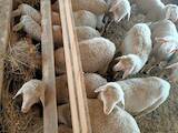 Животноводство,  Сельхоз животные Бараны, овцы, цена 115 Грн., Фото