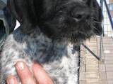 Собаки, щенята Німецька жорсткошерста лягава, ціна 10000 Грн., Фото