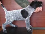 Собаки, щенки Немецкая жесткошерстная легавая, цена 10000 Грн., Фото