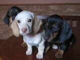 Собаки, щенки Гладкошерстная такса, цена 15000 Грн., Фото