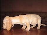 Собаки, щенята Гладкошерста такса, ціна 15000 Грн., Фото
