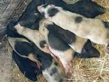 Тваринництво,  Сільгосп тварини Свині, ціна 750 Грн., Фото