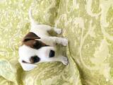 Собаки, щенки Джек Рассел терьер, цена 12000 Грн., Фото
