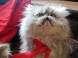 Кошки, котята Персидская, цена 3500 Грн., Фото