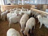 Тваринництво,  Сільгосп тварини Барани, вівці, ціна 100 Грн., Фото