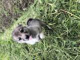 Собаки, щенята Західно-Сибірська лайка, ціна 100 Грн., Фото