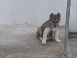 Собаки, щенята Західно-Сибірська лайка, ціна 300 Грн., Фото