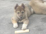 Собаки, щенки Западно-Сибирская лайка, цена 300 Грн., Фото