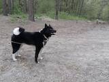 Собаки, щенята Російсько-Європейська лайка, Фото