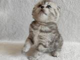 Кішки, кошенята Шотландська висловуха, ціна 3500 Грн., Фото