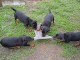 Собаки, щенки Ягдтерьер, цена 2800 Грн., Фото