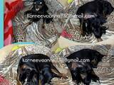Собаки, щенки Карликовый пинчер, цена 15000 Грн., Фото