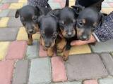 Собаки, щенки Ягдтерьер, цена 1500 Грн., Фото