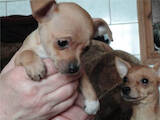 Собаки, щенки Чихуа-хуа, цена 1000 Грн., Фото