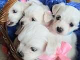 Собаки, щенки Мальтийская болонка, цена 5000 Грн., Фото