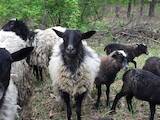 Тваринництво,  Сільгосп тварини Барани, вівці, ціна 1500 Грн., Фото