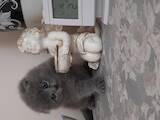 Кішки, кошенята Шотландська висловуха, Фото