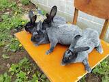 Грызуны Кролики, цена 260 Грн., Фото