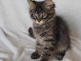 Кішки, кошенята Мейн-кун, ціна 17000 Грн., Фото