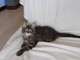 Кішки, кошенята Мейн-кун, ціна 17000 Грн., Фото