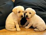 Собаки, щенки Лабрадор ретривер, цена 3500 Грн., Фото