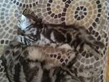 Кошки, котята Шотландская короткошерстная, цена 3000 Грн., Фото