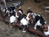 Собаки, щенки Эстонская гончая, цена 1700 Грн., Фото