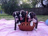 Собаки, щенки Боксер, цена 8000 Грн., Фото