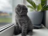 Кошки, котята Британская короткошерстная, цена 3000 Грн., Фото