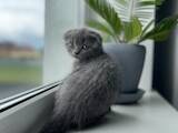 Кошки, котята Британская короткошерстная, цена 3000 Грн., Фото