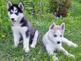 Собаки, щенята Сибірський хаськи, ціна 2800 Грн., Фото