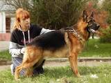 Собаки, щенята Німецька вівчарка, ціна 8000 Грн., Фото