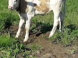 Животноводство,  Сельхоз животные Крупно-рогатый скот, цена 4000 Грн., Фото