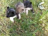 Собаки, щенки Западно-Сибирская лайка, Фото