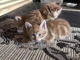Кішки, кошенята Невідома порода, ціна 15 Грн., Фото