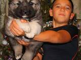 Собаки, щенки Кавказская овчарка, цена 6500 Грн., Фото