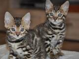 Кішки, кошенята Бенгальськая, ціна 6500 Грн., Фото