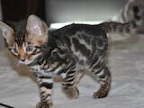 Кішки, кошенята Бенгальськая, ціна 6500 Грн., Фото