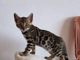Кішки, кошенята Бенгальськая, ціна 33000 Грн., Фото
