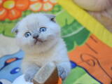 Кошки, котята Шотландская вислоухая, цена 4500 Грн., Фото