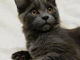 Кішки, кошенята Мейн-кун, ціна 22500 Грн., Фото