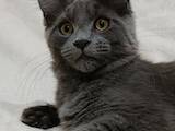 Кошки, котята Мэйн-кун, цена 22500 Грн., Фото
