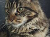 Кішки, кошенята Мейн-кун, ціна 22500 Грн., Фото