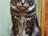 Кошки, котята Мэйн-кун, цена 22500 Грн., Фото