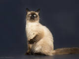 Кошки, котята Тайская, цена 10 Грн., Фото