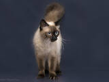 Кішки, кошенята Тайська, ціна 10 Грн., Фото
